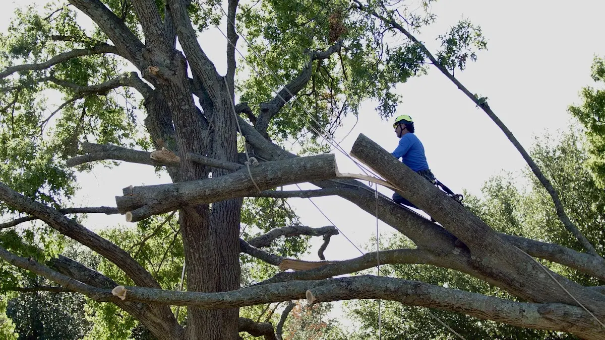 Professional Crown Thinning performed by certified arborists in Cavalier